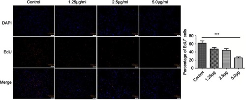 Figure 6 EdU stain of HSFs treated with different concentrations of cuprous oxide nanoparticles (CONPs) for 24h. The percentage of EdU positive cells was reduced gradually with the increasing concentration of CONPs, The proliferation of HSFs was significantly suppressed by CONPs in a dose-dependent manner. The quantitative measurements of the percentage of EdU positive cells were presented in column shows. Values are mean ± SD of three independent experiments. Significant difference is observed and compared with each group (***P<0.001).