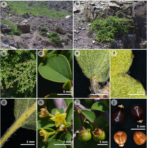 Figure 2. Field images of Colubrina zhaoguangii. a habitat b habit c branch d leaf blade e scales on adaxial surface f glands at the apex g pubescence on petiole and abaxial surface h flowers i fruits j seeds. a–d, h and i were photographed by J. Hu; e–g, and j by L.J. Liu.