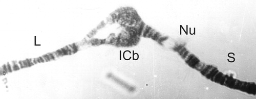Figure 12. 1C short split from a male Simulium squamosum ‘B’.