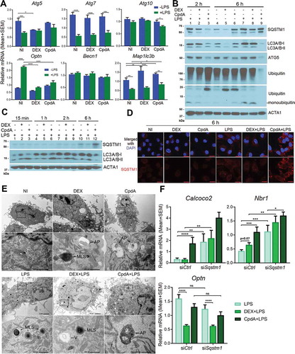 Figure 4. DEX and CpdA induce autophagy in macrophages. (A) qPCR analysis of BMDM treated with vehicle, 1 μM DEX, 10 μM CpdA and 100 ng/ml LPS for 6 h. Gene expression levels were normalized to Ppia/cyclophilin and Gapdh using qbase+ . Statistical analysis was done using two-way ANOVA and Dunnett’s test (*p < 0.05, **p < 0.01, ***p < 0.001, ****p < 0.0001, N = 4). NI, non-induced. (B, C) Immunoblotting of BMDM treated with 1 μM DEX, 10 μM CpdA and 100 ng/ml LPS for 15 min, 1 h, 2 h and 6 h. ACTA1/actin served as a loading control. kDa, kilodaltons. (D) Representative SQSTM1 (red) imaging in BMDM cells after 6-h treatment with vehicle, 1 μM DEX, 10 μM CpdA and 100 ng/ml LPS (scale bar: 10 μm). (E) Ultrastructural investigation of BMDM by TEM after 2-h treatment with 1 μM DEX, 10 μM CpdA and 100 ng/ml LPS. Autophagic phenotypes upon DEX treatment were characterized by the presence of myelin-like structures and autophagosomes. Autophagic phenotypes upon CpdA treatment were characterized by a strong vacuolization and presence of autophagosomes. V, vacuoles; MLS, myelin-like structures; AP, autophagosomes. (F) qPCR analysis of BMDMs treated with 1 μM DEX, 10 μM CpdA and 100 ng/ml LPS for 6 h after Sqstm1 was knocked down for 50 h. Statistical analysis was done using two-way ANOVA and Dunnett’s test (*p < 0.05, **p < 0.01, ***p < 0.001, ****p < 0.0001, N = 6). .