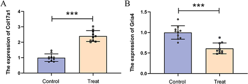 Figure 13 Verification of gene expression by qRT-PCR. (A) The expression of Col17a1 by qRT-PCR. (B) The expression of Gria4 by qRT-PCR. ***P < 0.001.