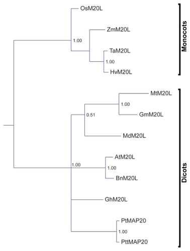Figure 4 A phylogenetic tree made with the extended TPX2 domain.