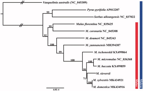 Figure 1. Maximum-likelihood tree based on 78 protein-coding genes from 13 representative species of Maleae. Bootstrap support values are shown at the branches.