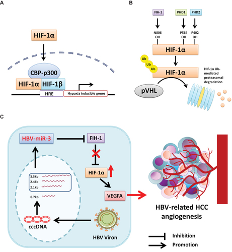 Figure 7 HBV-miR-3 promotes HBV-related HCC by targeting 3’UTR of FIH-1 mRNA. (A) Under hypoxia condition, HIF-1α keeps stabilization and transferring into nucleus, forming HIF-1α/HIF-1β/CBP-p300 complex, interacting with HRE and triggering hypoxia inducible genes. (B) Under normoxia condition, HIF-1α was hydroxylated by FIH-1, PHD1 and PHD2, then binding with pVHL and degraded by proteasome. (C) HBV-miR-3 is generated from 3.5-kb, 2.4-kb, and 2.1-kb transcripts of cccDNA. HBV-miR-3 inhibits FIH-1 expression, leading to the up-regulation of HIF-1α and VEGFA to promote angiogenesis in HCC.
