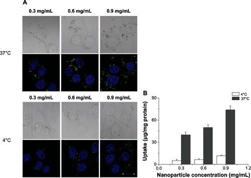 Figure 8 Effect of temperature on nanoparticle uptake by hepg2 cells. (A) Confocal images showing cellular uptake of CHSP NPs; (B) quantification of cellular uptake of CHSP NPs by fluorometry.Notes: Two different temperatures 4°C and 37°C were used to evaluate the uptake of three different concentrations of NPs (0.3, 0.6, and 0.9 mg/mL). For (A), the scale bar = 20 μm; Data in (B) represent mean ± SD (n = 4).Abbreviations: CHSP, cholesterol-modified pullulan; HepG2, hepatocellular carcinoma; NP, nanoparticle; SD, standard deviation.