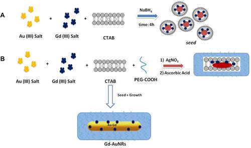 Scheme 1 Schematic representation of seed mediated synthesis of bimetallic nanorods (Gd-AuNRs).