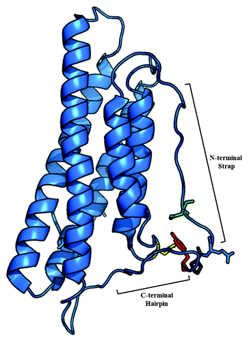 Figure 4. Ribbon diagram of Vt (PDB ID 1ST6) highlighting interactions of the Y1065 side chain. The side chain of Y1065 (red) in the C-terminal hairpin forms hydrogen bonds with D882 (green) in the strap, K915 (yellow) in the helix 1/helix 2 loop and P878 (gray) in the proline-rich linker region.