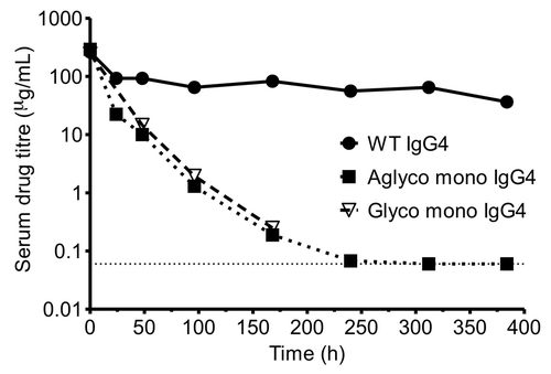 Figure 6. Mouse PK profiles of the monovalent half-antibody format. Serum concentrations of a wild type anti-Fas IgG4 antibody, monovalent aglycosylated anti-Fas IgG4 antibody and monovalent glycosylated anti-Fas IgG4 antibody over a period of 16 d following a 10 mg/kg body weight IV bolus dose. Drug titer determined by immunoassay with the dotted horizontal line representing the lower limit of quantification.