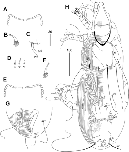 Figure 5. Bubophilus aegolius sp. n. Female (a–d). (a) – peritremes; (b) – fan–like seta p’ of leg III; (c) – pseudanal setae ps1 and ps2; (d) – solenidia of leg I. Male (e–h). (e) – peritremes; (f) – fan–like seta p’ of leg III; (g) – opisthosoma in ventral view; (h) – body in dorsal view