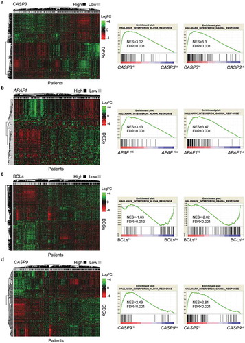 Figure 5. Differential gene expression in breast cancer patients with divergent apoptotic proficiency.(a–d) Unsupervised hierarchical clustering of differentially expressed genes (DEGs) in 1422 breast cancer patients from the METABRIC database for whom cancer-specific overall survival data are available, subdivided in 2 groups by median expression levels of CASP3 (a), APAF1 (b), geometrically meaned BCL2-BCL2L1-MCL1 (c, BCLs) or CASP9 (d). Gene set enrichment analysis (GSEA) for the Hallmarks terms “interferon alpha response”, “interferon gamma response” is reported. FDR, false discovery rate; NER, normalized enrichment score. See also Supplemental Tables 1 and 2.