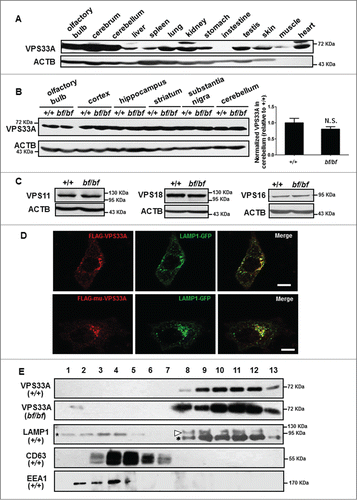 Figure 4. Normal steady-state levels of HOPS proteins in bf mice and unaltered subcellular localization of mutant VPS33AD251E. (A) VPS33A was ubiquitously expressed in multiple mouse tissues. Note that higher expression was shown in the central nervous system. (B) The steady-state protein level of VPS33A was normal in different brain subregions of bf mice compared with age- and sex-matched wild-type mice. The quantification data on the right demonstrated that VPS33A protein level was not significantly different in cerebellum of bf mice compared with wild-type mice. N.S., not significant (P = 0.2383), n = 7. (C) The steady-state protein levels of VPS11, VPS18 and VPS16 were not altered in the cerebellum of bf mice compared with the wild-type mice. (D) Wild-type VPS33A or VPS33AD251E (mu) was partially colocalized with LAMP1 in HeLa cells. Scale bar: 10 μm. (E) No difference in the VPS33A distribution in the cerebellum in wild-type (+/+) and bf mice by sucrose gradient analysis (fractions approximately 1 to 13). Antibodies of LAMP1, CD63 and EEA1 were used as markers for lysosomes, late endosomes/multivesicular bodies, and early endosomes, respectively. In the LAMP1 blot, Asterisks indicate nonspecific bands and arrowhead indicates the 110 kDa LAMP1 band. ACTB (β-actin) was used as a loading control.