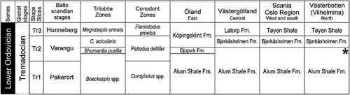 Figure 2. Simplified correlation chart of the Tremadocian strata of Norway and Sweden. The references to geographical directions with each locality column indicate the areas relative position on the Baltoscandian platform. Sedimentologically the western carbonate/glauconite facies represent distal ramp environments while the eastern are proximal ramp environments (Egenhoff et al. Citation2010). The star in the last column indicates inferred position of the sample from Jillesnåle. Stage Slices and conodont zonations are largely based on Bergström et al. (Citation2009). See text for further references.