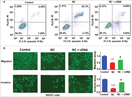 Figure 5. Overexpression of Skp2 abrogated NC-induced apoptosis and invasion inhibition in ovarian cancer cells. (A) Apoptotic cells were accessed by Flow cytometry after Skp2 overexpression in combination with NC treatment. NC: Nitidine Chloride; NC + cDNA: NC plus Skp2 cDNA transfection. (B), Left panel: Cell invasion were detected by Transwell chambers assay in ovarian cancer cells after Skp2 overexpression in combination with NC treatment. Right panel: Quantitative results were illustrated for left panel. **P < 0.01, vs control; #P < 0.05 vs NC treatment.