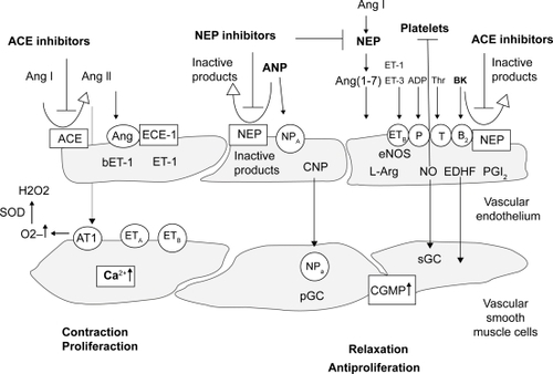 Figure 2 Endothelium-derived vasoactive substances. Various blood- and platelet-derived substances can activate specific receptors (open circles) on the endothelial membrane to release relaxing factors such as nitric oxide (NO), prostacyclin (PGI2), and an endothelium-derived hyperpolarizing factor (EDHF). Furthermore, contracting factors are released, such as endothelin-1 (ET-1) and angiotensin (Ang). Adapted from CitationEnseleit et al (2003).