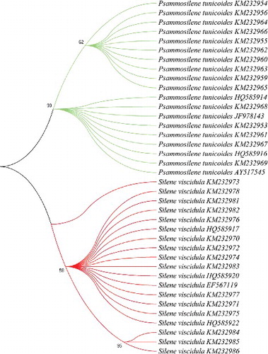 Figure 3. Phylogenetic tree of P. tunicoides and its adulterant S. viscidula constructed with the ITS2 sequences using the NJ method. The bootstrap scores (1000 replicates) are shown (≥50%) for each branch.