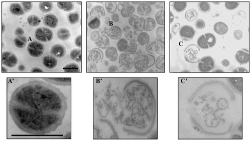 Fig. 2. Transmission electron micrographs of M. luteus cells.Micrographs of the cells treated without peptide (A), with 10X MIC of nisin (B), and nukacin ISK-1 (C) for 2 h. Enlarged cross-sections of the cells without peptide (A’), with nisin (B’), and nukacin ISK-1 (C’). Bars in panels A and A’: 500 nm.