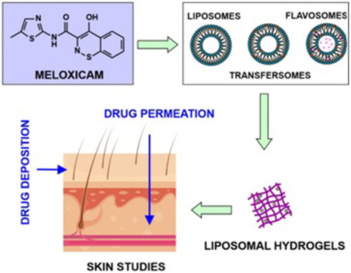 Figure 1 Flow diagram of liposomal hydrogel formulation preparation.