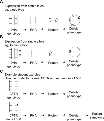 Figure 1 Sample exercise for teaching basic principles in gene expression.