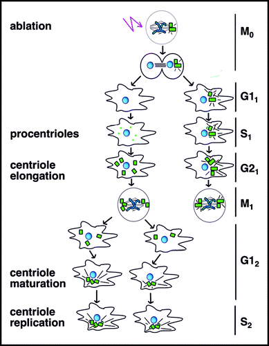 Figure 6 De novo assembly of centrioles. Following laser ablation of centrioles and completion of mitosis (M0), centrin-GFP in presumptive procentrioles (small dots) form in the first S-phase (S1). Pro/centrioles coalesce in G12 when centrioles acquire a robust pericentriolar mass and an aster of microtubules. Note that immature de novo assembled centrioles are depicted at the poles of a bipolar spindle at M1 for simplicity, but multipolar spindles were also formed. Because immature centrioles are not associated with microtubules, positioning of immature de novo assembled centrioles at spindle poles in M1 may reflect a microtubule-independent mechanism. Control cells retaining centrioles undergo normal cell cycle progression, but only G11-M1 is depicted here.