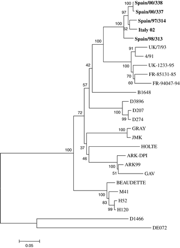 Figure 1.  Neighbour-joining phylogenetic tree with 1000 bootstrap replicates showing the relationships among the deduced S1 amino acid sequences of Italy 02 strains and the IBV strains of the main reference serotypes. Horizontal branches indicate the sequence distance (number of amino acid substitutions per site) and are drawn to scale. Sequences in bold letters are Italy 02 genotype isolates. Accession numbers of the reference strains: Ark-DPI (AF006624); Ark-99 (L10384); B1648 (X87238); Beaudette (X02342); DE072 (U77298); D1466 (M21971); D207 (M21969); D274 (X15832); D3896 (X52084); FR-85131-85 (AJ618985); FR-94047-94 (AJ618987); Gray (L14069); Holte (L18988); H120 (M21970); H52 (AF352315); Italy 02 (AJ457137); JMK (L14070); M41 (X04722); UK/7/93 (Z83979); UK-1233-95 (AJ618984); 4/91 (AF093794).