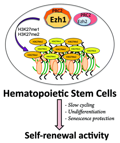 Figure 1. In the hematopoietic system, where stem cell activation is a transitory state that requires a combination of self-renewal coupled with the prevention of differentiation and senescence, Ezh1 is needed to maintain primitive hematopoietic cells by protecting them from differentiation and senescence in slow cycling through its PRC2-associated Polycomb function.