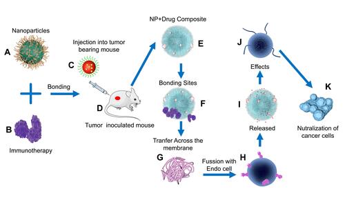 Figure 3 The above figure shows the latest progress in research whereby NPs actively or passively bind immunotherapy and release within the cells for targeting cancer cells. (A) Synergized NPs, (B) immunotherapy, (C) immunotherapy-NPs composite, (D) cancer cells are cultured and inoculated into the mouse, (E and F) NPs are modified and loaded with immunotherapy, (G) the NPs can be attached to the cancer cell and get carried into the cell. (H) The drug-loaded NPs only attack the cancer cells and spare healthy cells. The cancer bonded NPs are transported into the cells through a pit found on the surface of the cell. (I) Inside the cell, the NPs fuses with the end cell compartment which digests the incoming NPs hence releasing the immunotherapy. (J) The drug assault cancer cells. (K) NPs delivery system provides a way for killing tumor cells and not harming healthy cells.