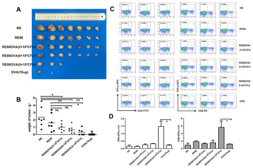 Figure 5 Effects of prophylactic subcutaneous vaccination with H2O2-inactivated RE88-pVLT33-OVA on tumor growth in mice. (A) Photographs of tumors excised from mice in the various experimental groups (n = 7 per group). (B) Tumor weight (n = 7 per group). (C and D) Activation of T cells isolated from the spleen 1 week after the last immunization in mice immunized subcutaneously with various doses of vaccine. The cells were immunostained for CD4, CD8, and IFN-γ. Data are presented as mean ± SEM (n ≥ 3), *P < 0.05, **P < 0.01. NS: Normal saline (negative control); RE88: unmodified strain; RE88OVA: H2O2-inactivated RE88-pVLT33-OVA (3 doses); OVA-10 µg (positive control).