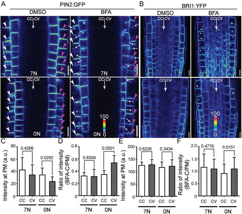 Figure 1. Nitrate deficiency induces differential dynamic distribution of PIN2 in horizontally placed roots.