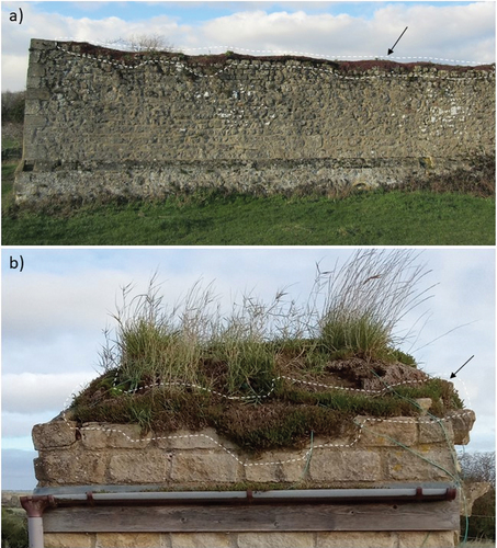 Figure 2. Sedum-based soft capping on masonry at (a) Godstow Abbey, Wolvercote, Oxford, England (Listed Grade II) installed in 2009 using sedum matting and (b) test walls in Wytham Woods, Oxfordshire, England, where sedum plugs were installed in 2008 around the cap edge (Wood et al., Citation2018). Areas primarily populated with sedums are highlighted with white dashed lines.