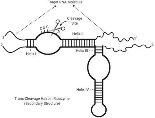 Figure 5. Secondary structure of a trans-cleavage hairpin ribozyme with cleavage site and helix regions (created with BioRender.com).