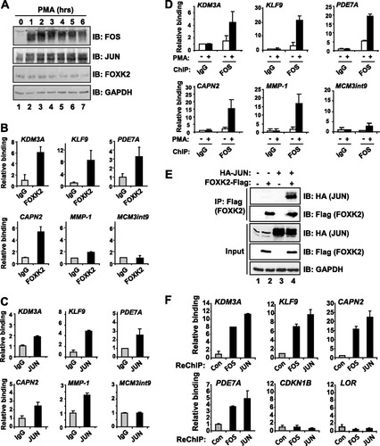 Fig 6 FOXK2 and AP-1 coassociate on chromatin. (A) Western blot analysis of AP-1 component expression following stimulation of U2OS cells with PMA for the indicated times. Immunoblotting (IB) was performed with the indicated antibodies. (B to D) ChIP analysis of FOXK2 (B), JUN (C), and FOS (D) binding to FOXK2 binding regions. Cells were asynchronously growing except for the analysis of FOS binding, where cells were serum starved for 24 h followed by treatment with PMA for 2 h. Data are shown relative to binding to nonspecific IgG (taken as 1). Data are the averages plus standard deviations (error bars) of duplicate samples and are representative of 2 or 3 experiments. (E) Coimmunoprecipitation analysis of FOXK2 with JUN. U2OS cells were transfected with the indicated plasmids encoding Flag-tagged FOXK2 and HA-tagged JUN, followed by immunoprecipitation (IP) with anti-Flag antibody and immunoblotting (IB) with the indicated antibodies. GAPDH is a loading control. (F) Re-ChIP analysis using antibodies against FOS or JUN to reprecipitate the genomic regions associated with the indicated target genes from FOXK2 precipitated chromatin. Data are shown relative to binding to beads alone (control [Con]; taken as 1).