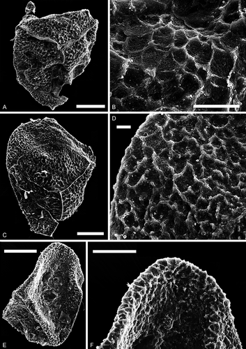 Figure 10. Horstisporites. Scale bars = 100 μm, or indicated otherwise. A–D. Horstisporites planatus (Marcinkiewicz, Citation1960) Marcinkiewicz, Citation1971. A. Proximal view, SEM, Kävlinge BH-928, 34.75–33.75 m. B. Enlargement, SEM, showing the micro-reticulation in the surface reticulation, Kävlinge BH-928, 34.75–33.75 m. Scale bar = 20 μm. C. Proximal view, SEM, Kävlinge BH-928, 34.75–33.75 m. D. Enlargement, SEM, showing the micro-reticulation in the surface reticulation, Kävlinge BH-928, 34.75–33.75 m. Scale bar = 10 μm. E, F. Horstisporites sp. E. Oblique view, SEM, Kävlinge BH-928, 41.15–40.40. F. Enlargement, SEM, Kävlinge BH-928, 41.15–40.40. Scale bar = 50 μm
