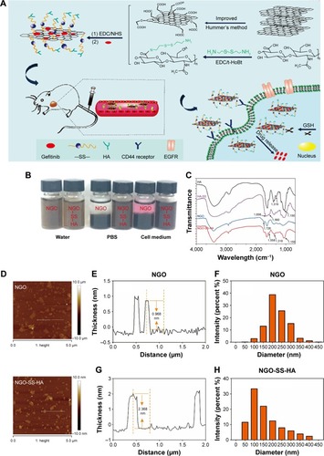 Figure 1 (A) Scheme showing the fabrication process of NGO-SS-HA-Gef, its capability to target cancer cells, and intracellular drug release triggered by redox responsiveness to GSH. (B) Images of NGO and NGO-SS-HA in water, PBS, and cell medium for 1 week. FTIR spectra (C) of HA, HA-SS, NGO, and NGO-SS-HA; AFM images (D) of NGO and NGO-SS-HA. (E and G) The thickness of NGO and NGO-SS-HA measured by AFM. (F and H) Histograms of NGO and NGO-SS-HA diameters, respectively.Abbreviations: NGO, nano-graphene oxide; HA, hyaluronic acid; Gef, gefitinib; GSH, glutathione; FTIR, Fourier transform infrared; AFM, atomic force microscopy.