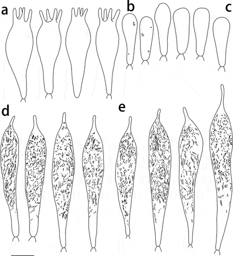 Figure 5. Russula paragraveolens (HMAS281158, holotype), hymenium. (a) Basidia. (b) Basidiola. (c) Marginal cells on the lamella edges. (d) Hymenial cystidia near the lamella sides. (e) Hymenial cystidia on the lamella edges. Cystidia with contents as observed in Congo red. Scale bar = 10 μm.