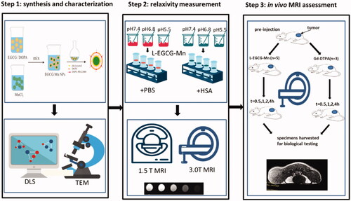 Figure 2. Flowchart of the entire experimental design. Step 1, synthesis and characterization. The reverse microemulsion method was used to obtain L-EGCG-Mn NPs. Step 2, relaxivity measurement. In each set of L-EGCG-Mn solution, the Mn concentration used was 0.04, 0.08, 0.2, 0.4, and 0.8 mM, respectively. Three samples per concentration were analyzed. Step 3, in vivo MRI assessment. Eight mice who received H22 cell transplantation were imaged using a 3 T MRI scanner (n = 5 injected with L-EGCG-Mn NPs, 6.4 μmol/kg Mn; n = 3 injected with Gd-DTPA, 6.4 μmol/kg Gd).