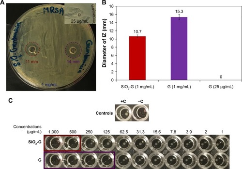 Figure 3 Antibacterial effects of the materials tested.Notes: (A) Agar diffusion assay of the SiO2-G nanohybrids (1 mg/mL) and pristine gentamicin (1 mg/mL) against planktonic MRSA cells, highlighting the IZs with dashed red and violet circles, respectively. The inset shows the lack of IZ by pristine gentamicin (25 µg/mL). (B) The diameters of IZs. The error bars represent the standard errors of the means. (C) MICs of the SiO2-G nanohybrids (500 µg/mL) and pristine gentamicin (G, 125 µg/mL) against planktonic MRSA cells, highlighting the clear wells in SiO2-G nanohybrids and gentamicin assays with red and violet rectangles, respectively. +C, positive control, an MRSA suspension showing a button of bacterial growth. −C, negative control, uninoculated MHB.Abbreviations: G, gentamicin; IZs, inhibition zones; MHB, Mueller–Hinton broth; MICs, minimum inhibitory concentrations; MRSA, methicillin-resistant Staphylococcus aureus; SiO2-G, silica–gentamicin.
