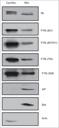 Figure 1. Phosphorylated Rb is localized to the mitochondria. Asynchronously growing MCF7 breast cancer cells were fractionated using a Mitochondria Isolation kit (Thermo Scientific) according to the manufacturers directions. Equal amounts of protein (15 μg) taken from the cytoplasmic/nuclear fraction and mitochondrial fractions were subjected to immunoblotting analysis as described in the Materials and Methods section. Immunodetection of Actin was used as a marker of the cytoplasmic/nuclear fraction, and detection of AIF and Bak are shown as mitochondrial localized proteins. Antibodies to total Rb and Rb phosphorylated at specific phosphorylation sites are listed to the right of the figure. Data shown is representative of two independent experiments.