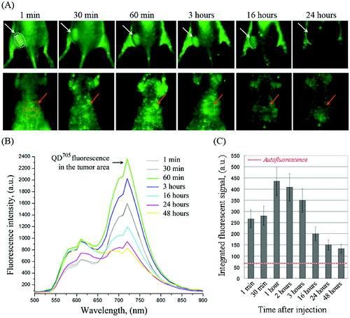 Figure 2. (A) Representative fluorescent images of colon cancer-grafted mouse, obtained at different time-intervals (within 24 hours) after i.v. injection of QD705-labelled polymersomes. Regions-of-interest (ROI): ROI-1 – tumour area; ROI-2 – liver area. (B) Dynamics of fluorescent spectra in tumour area (ROI-1), overlapped with autofluorescence spectra of mouse body, obtained within 1–24 hours after i.v. injection of QD705-labelled polymersomes. The fluorescent spectra were extracted from the images in (A). (C) Kinetics of QD705 fluorescence decay in ROI-1 within 48 hours after injection, calculated at λem = 705 nm. The data are means ± SD from four animals.