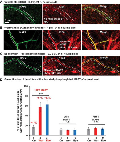 Figure 4. Missorting of MAPT into dendrites coincides with elevated phosphorylation at the 12E8 epitope, but not at the AT8 or PHF1 sites. Rat hippocampal neurons (DIV 21–25) cultured in microfluidic chambers treated on the neuritic side for 24 h either with DMSO (control, a), or with the autophagy inhibitor wortmannin (b) or proteasomal inhibitor epoxomicin (c). Phosphorylation-dependent MAPT antibody 12E8 was used to probe the phosphorylation state of MAPT at S262/S356 residues and MAP2 antibody was used to highlight dendrites. Images of the dendrites on the neuritic side are shown highlighting a dendrite with or without phospho-MAPT. (a-c) In vehicle-treated control (DMSO, < 0.1%) MAPT sorts mainly to the axons (a). Treatment with wortmannin (1 µM, 24 h) or epoxomicin (0.2 µM, 24 h) on the neuritic side causes an increase of MAPT, in the dendrites, which is phosphorylated at the 12E8 site (b and c). Scale bar: 5 µm. (d) Quantification of dendrites on the neuritic side showing colocalization of MAP2 with the phospho-MAPT antibodies 12E8 (n > 700 dendrites/dendritic branches from 5 experiments; one-way ANOVA with Tukey’s post hoc test; F [Citation2,Citation12] = 12; **p < 0.01), AT8 (n = > 70 dendrites/dendritic branches from 3 experiments; one-way ANOVA with Tukey’s post hoc test; F [Citation2,Citation6] = 0.05; p = 0.09) or PHF1 (n = > 30 dendrites/dendritic branches 3 experiments; one-way ANOVA with Tukey’s post hoc test; F [Citation2,Citation6] = 0.31; p = 0.74). ns, not significant.