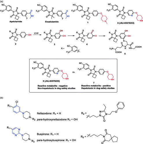 Figure 17. (a) Structure–metabolism relationships to eliminate the bioactivation liability associated with the phenol metabolite 2 of AR antagonist 1. (b) Structures of hepatotoxin nefazodone and non-hepatotoxin buspirone and their primary para-hydroxylated metabolites in human.