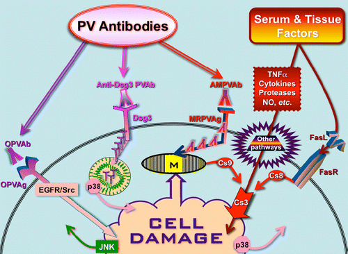 Figure 7.  Hypothetical scheme of signaling events mediating keratinocyte damage in PV. Abbreviations: AMPVAb, anti-mitochondrial PV antibody; Cs, caspase; FasL, Fas ligand; FasR, Fas receptor; MRPVAg, mitochondria-related PV antigen; NO, nitric oxide; OPVAb, PV antibodies of other specificities, including anti-AChR and anti-PERP antibodies; OPVAg, other types of putative PV antigens; PVAb, PV antibody; TNFα, tumor necrosis factor α. Modified from Ref. Citation[37].