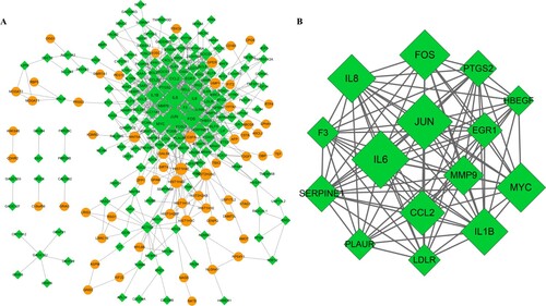 Figure 2. PPI prediction and module analysis. (A) PPI network. Yellow node represents up-regulated DEGs and green diamond indicates down-regulated DEGs. (B) Module network. The size of the node represents the degree of node. PPI, protein–protein interaction.