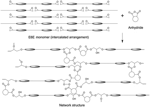 Figure 4. Arrangements of mesogens before and after curing of E6E with THPA.