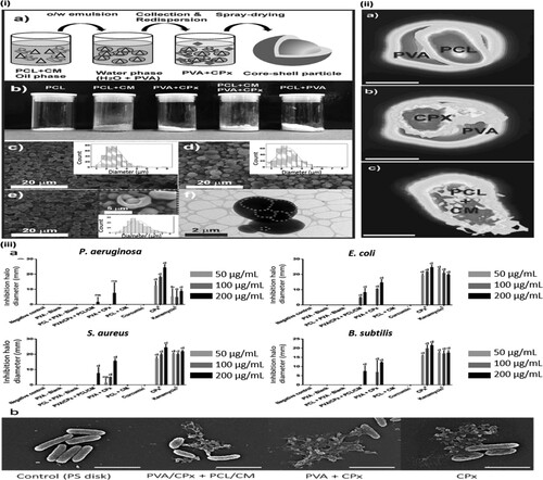 Figure 7. Core–shell microparticle production via bilayer polymer systems. (i) (a) Process diagram of core–shell microparticles, (b) macroscopic images of dried powders of microparticles, (c–e) SEM images of microparticles with the size distribution graphs given as inset figures, (f) transmission electron micrograph of microparticles. (ii) ATR-FTIR chemical mapping of drug loaded/non-loaded core–shell microparticles. (a) PCL core-PVA shell, (b) PVA shell and drug, (c) PCL core and drug (scale bar = 5 µm), (iii) antibacterial test results against P. aeruginosa, E. coli, S. aureus and B. subtilis. (a) Inhibition zone test results for P. aeruginosa, E. coli, S. aureus and B. subtilis species. (b) SEM images of antibacterial efficiency against P. aeruginosa cells for drug loaded particles (scale bar = 2 µm) [Citation146]. Reproduced from Ref. [Citation146] with permission.