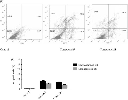 Figure 7. FITC-annexin-V and PI staining of HepG-2 cells after treatment with compounds 5 and 21 at their IC50 values. (A) Dot plots showing: dead cells and cells debris (Q1, top left quadrant), late apoptosis cells (Q2, top right quadrant), viable cells (Q3, bottom left quadrant), and early apoptosis cells (Q4, bottom right quadrant). (B) Graphical representation of the early and late apoptotic cells percentage upon treatment with 5, 21or no treatment control.