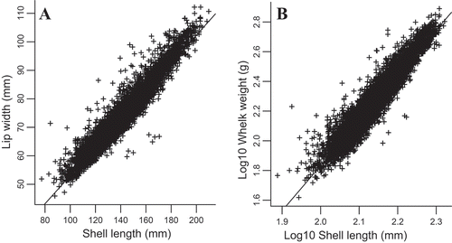 FIGURE 3. Regressions of size measurements for channeled whelks captured from Buzzards Bay during 2010–2011: (A) lip width versus shell length; and (B) log10(whole wet weight) versus log10(shell length). Regression equations are given in Table 2.