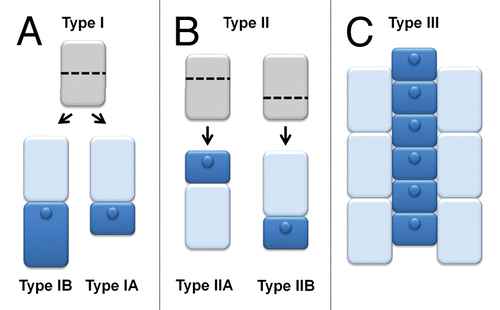 Figure 3. The proposed types of root epidermis patterning in plants. Description is given in the text.