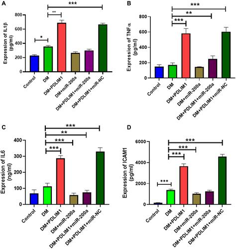 Figure 3 Effects of miR-200a, PDLIM1 and diabetic status on pro-inflammatory factors. The expression of several pro-inflammatory factors was detected by ELISA and presented in (A) IL-1β, (B) TNFα, (C) IL6 and (D) ICAM1. The pro-inflammatory was significantly induced by PDLIM1 treatment and reduced by miR-200a. *P<0.05, **P<0.01, ***P<0.001. n = 5.