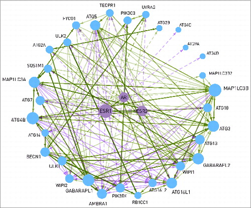 Figure 5. Interactions between the 2 estrogen receptors (ESR1 and ESR2), the androgen receptor (AR), and 32 autophagy proteins. Dashed line represents transcriptional regulation, while continuous line is for post-translational regulation. The width of the lines shows the number of data sources where the interaction can be found. The size of a node is proportional with the number of its connections. WIPI1 is able to bind to the estrogen receptors. AR and ESR2 are able to heterodimerize with ESR1. The interactions between the autophagy proteins are shown with a continuous line.