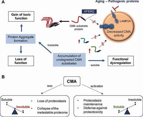 Figure 1. Contribution of chaperone-mediated autophagy (CMA) to neuronal protein homeostasis. (A) Aging and/or pathogenic proteins reduce CMA activity, which in turn lead to the accumulation of undegraded CMA substrates in the form of protein aggregates. Neuronal aggregates upon CMA blockage have two direct consequences: (1) a gain of toxic function due to the presence of the aggregate itself, and (2) a loss function due to the entrapment of functional proteins inside the aggregate and their subsequent loss of function. Furthermore, failure to timely degrade proteins by CMA to terminate their function can lead to dysregulation of other neuronal functions. (B) CMA loss leads to a switch of the proteome toward insolubility, whereas CMA activation, even in the context of preexisting neuropathology, restores proteostasis and contributes to the neuronal defense against proteotoxicity. LAMP2A: lysosomal-associated membrane protein 2A